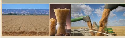 Wheat Photos