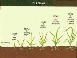 Tillering Feekes Scale of Wheat Development