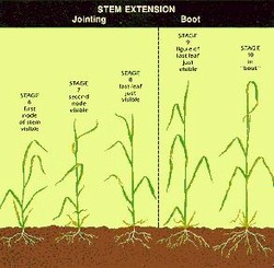 Stem Extension Feekes Scale of Wheat Development