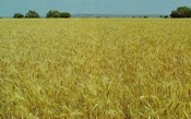 Ripening Feekes Scale of Wheat Development