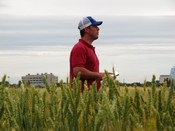 Wheat Field Day UC Davis