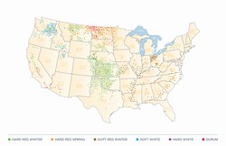 classes and location of US Wheat 