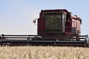 wheat being harvested